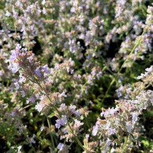 NEPETA FAASSENII 'GLETSCHEREIS'