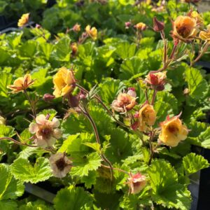 GEUM 'TEMPO YELLOW'