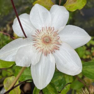 CLEMATIS 'MRS. GEORGE JACKMAN'