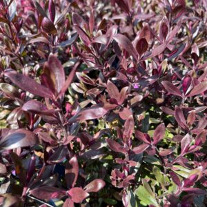 HEBE 'BLACK BEAUTY'