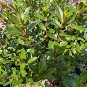 HEBE 'GARDEN BEAUTY BLUE'