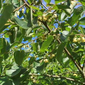 DIOSPYROS VIRGINIANA