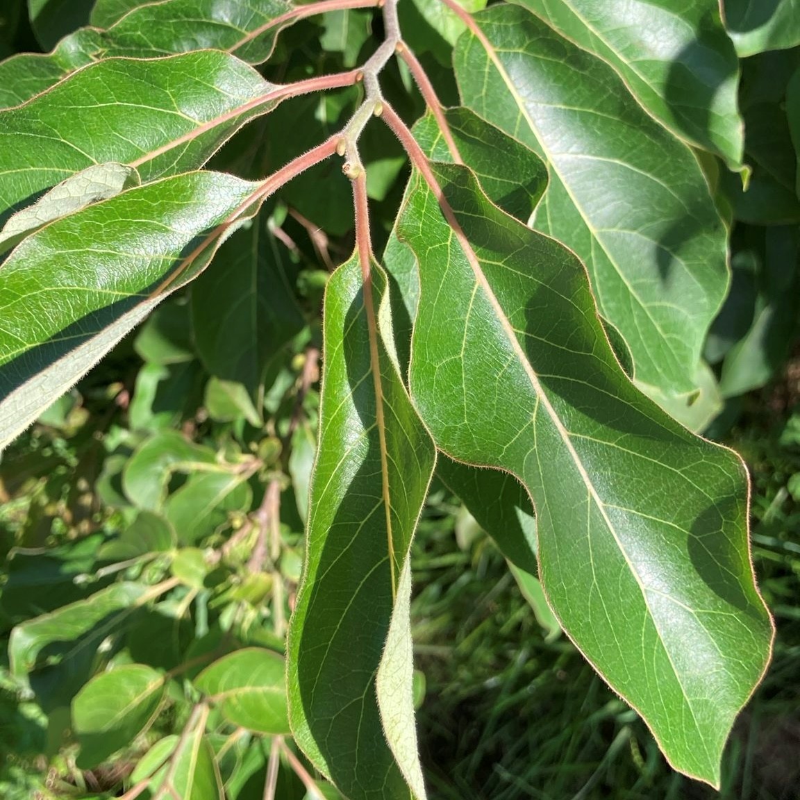 DIOSPYROS VIRGINIANA - Afbeelding 2