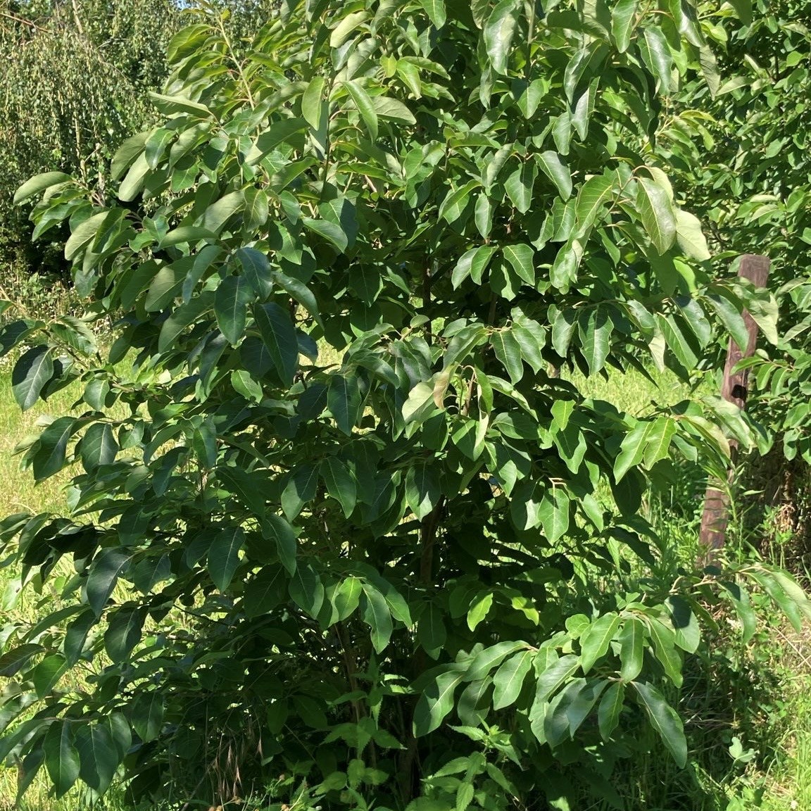 DIOSPYROS VIRGINIANA - Afbeelding 3