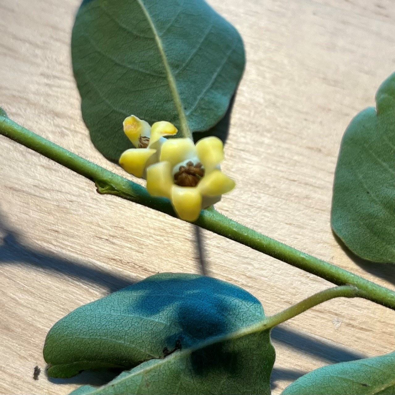DIOSPYROS VIRGINIANA - Afbeelding 4