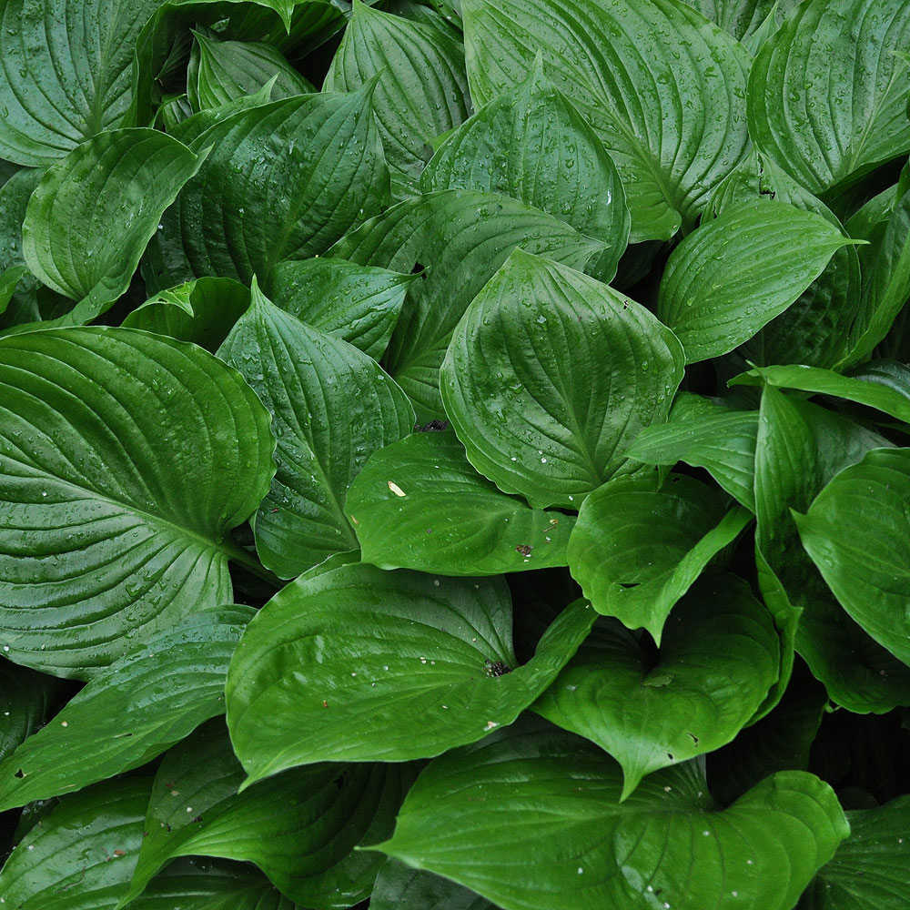 HOSTA VENTRICOSA - Houtmeyers Plantencentrum en Boomkwekerij Laakdal