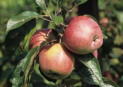 Appels: rassen, bestuiving, groeiwijze
